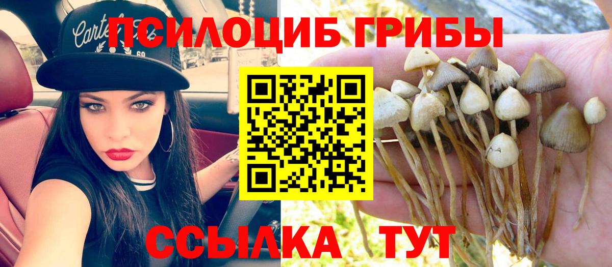 Псилоцибиновые грибы Psilocybe  Гай  Псилоцибиновые грибы Psilocybe 